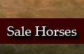 sale horses